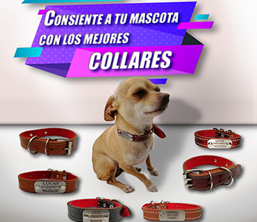 Baghira-collares-mascotas-placa para collar